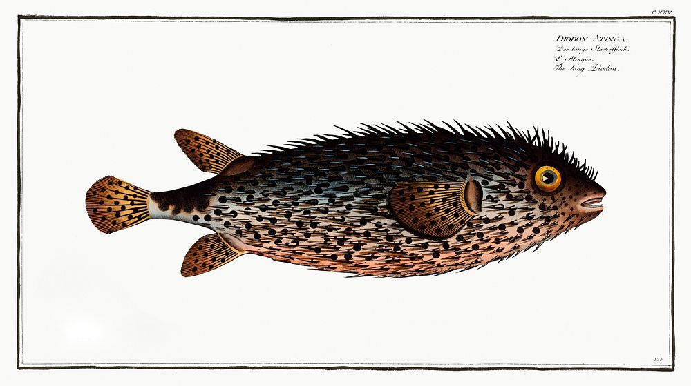 Long Diodon (Diodon Atinga) from Ichtylogie, ou Histoire naturelle: g&eacute;nerale et particuli&eacute;re des poissons…