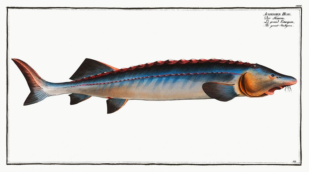 Great Sturgeon (Acipenser Huso) from Ichtylogie, ou Histoire naturelle: g&eacute;nerale et particuli&eacute;re des poissons…