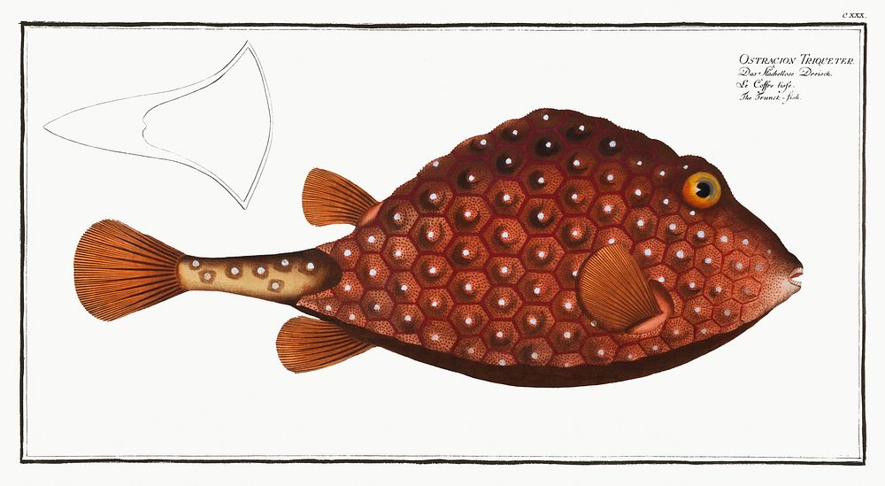 Trunck-fish (Ostracion Triqueter) from Ichtylogie, ou Histoire naturelle: g&eacute;nerale et particuli&eacute;re des…