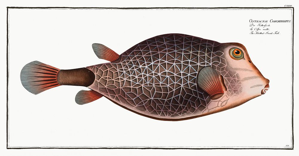 Knitted Trunk-Fish (Ostracion Concatenatus) from Ichtylogie, ou Histoire naturelle: g&eacute;nerale et particuli&eacute;re…