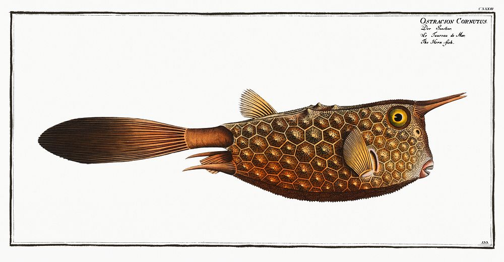 Horn-fish (Ostracion Cornutus) from Ichtylogie, ou Histoire naturelle: g&eacute;nerale et particuli&eacute;re des poissons…