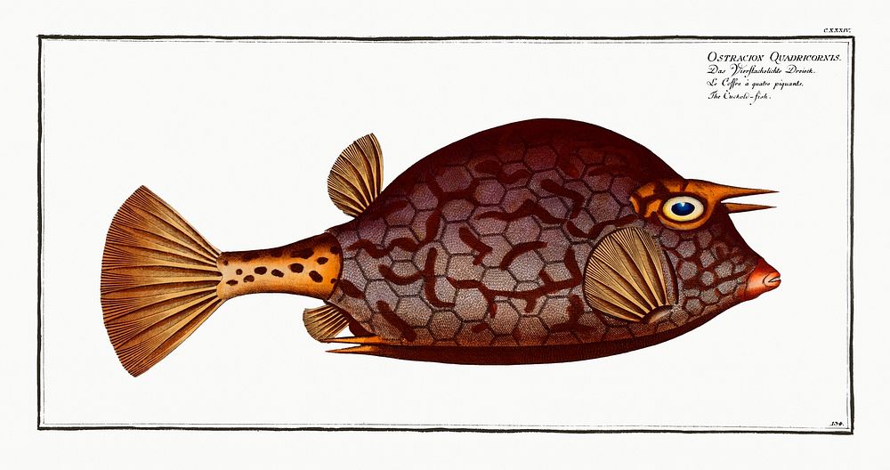 Cuckold-fish (Ostracion Quadricornis) from Ichtylogie, ou Histoire naturelle: g&eacute;nerale et particuli&eacute;re des…