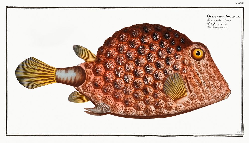 Triangular-fish (Ostracion Tricornus) from Ichtylogie, ou Histoire naturelle: g&eacute;nerale et particuli&eacute;re des…