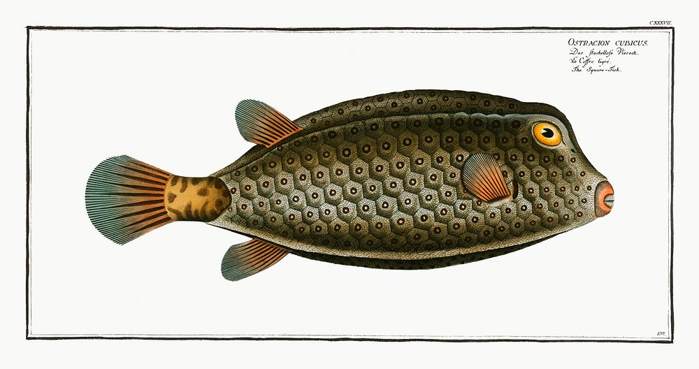 Square-Fish (Ostracion cubicus) from Ichtylogie, ou Histoire naturelle: g&eacute;nerale et particuli&eacute;re des poissons…