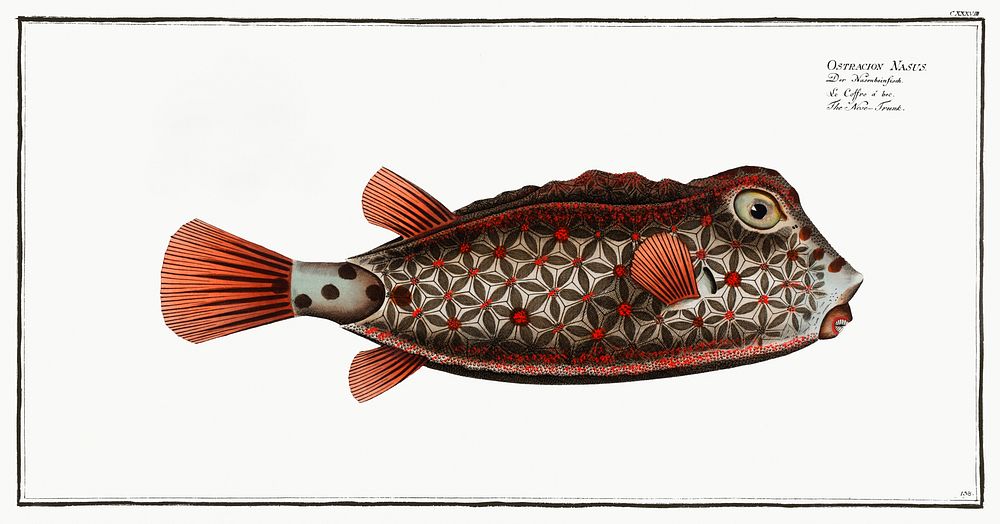 Nose-Trunk (Ostracion Nasus) from Ichtylogie, ou Histoire naturelle: g&eacute;nerale et particuli&eacute;re des poissons…
