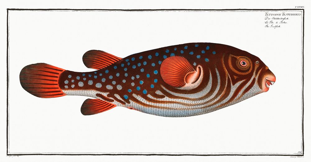 Toadfish (Tetrodon Testudineus) from Ichtylogie, ou Histoire naturelle: g&eacute;nerale et particuli&eacute;re des poissons…