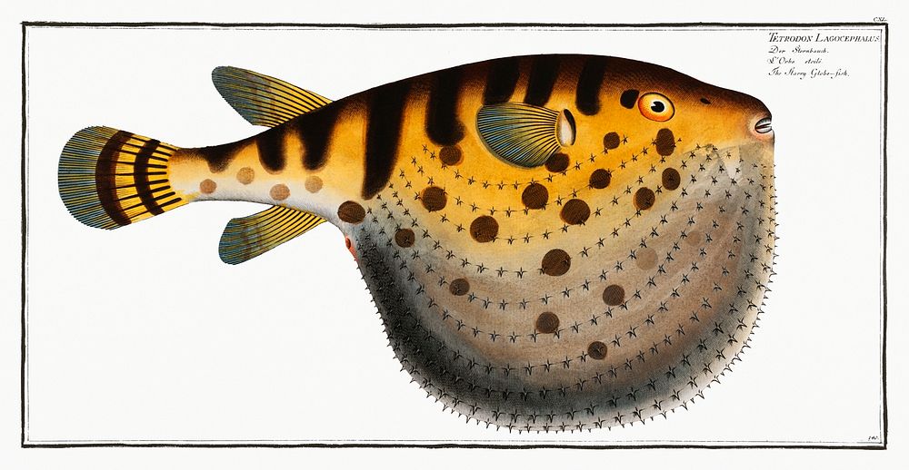 Starry Globe-fish (Tetrodon Lagocephalus) from Ichtylogie, ou Histoire naturelle: g&eacute;nerale et particuli&eacute;re des…