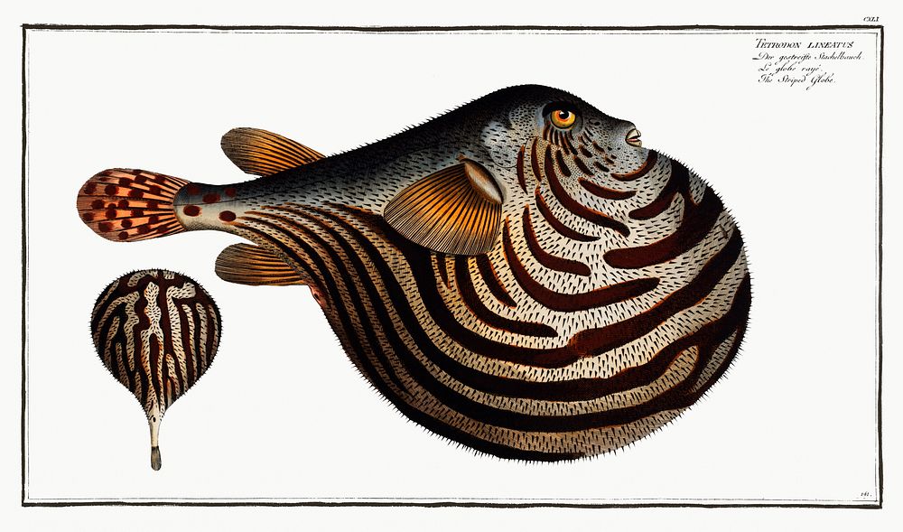 Striped Globe (Tetrodon leneatus) from Ichtylogie, ou Histoire naturelle: g&eacute;nerale et particuli&eacute;re des…