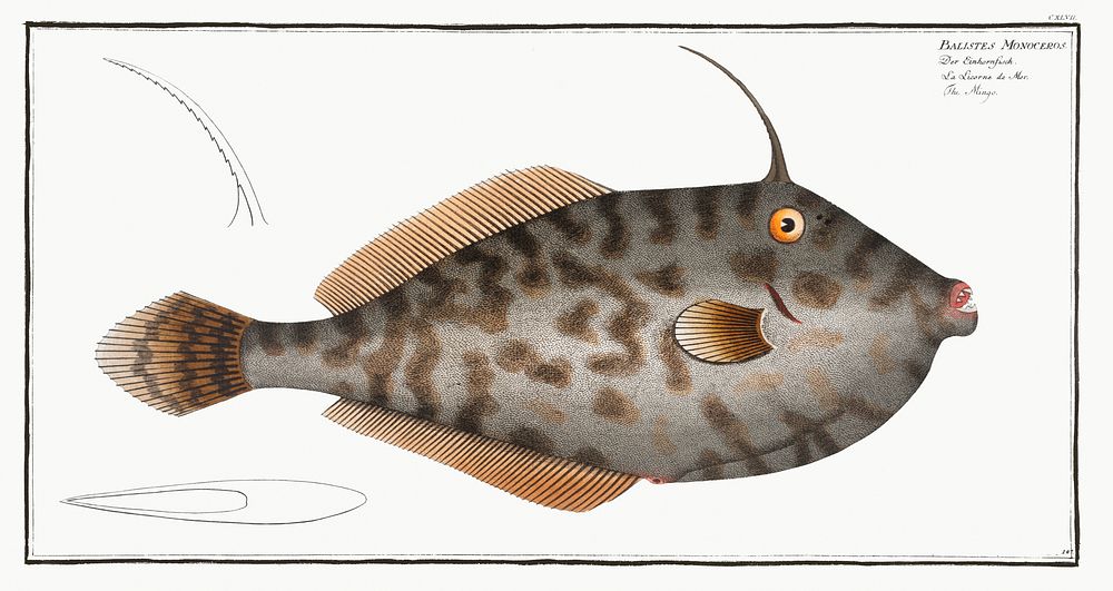 Mingo (Balistes Monoceros) from Ichtylogie, ou Histoire naturelle: g&eacute;nerale et particuli&eacute;re des poissons…