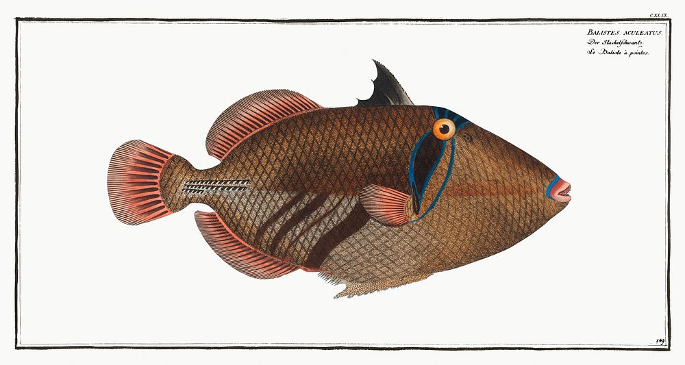Balstes aculeatus from Ichtylogie, ou Histoire naturelle: g&eacute;nerale et particuli&eacute;re des poissons…