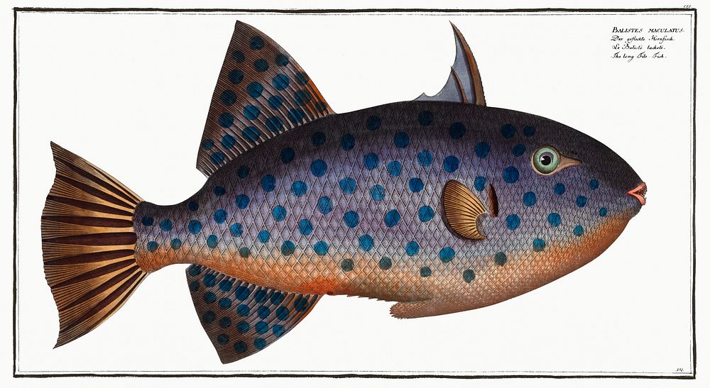 Long File-Fish (Balistes maculatus) from Ichtylogie, ou Histoire naturelle: g&eacute;nerale et particuli&eacute;re des…