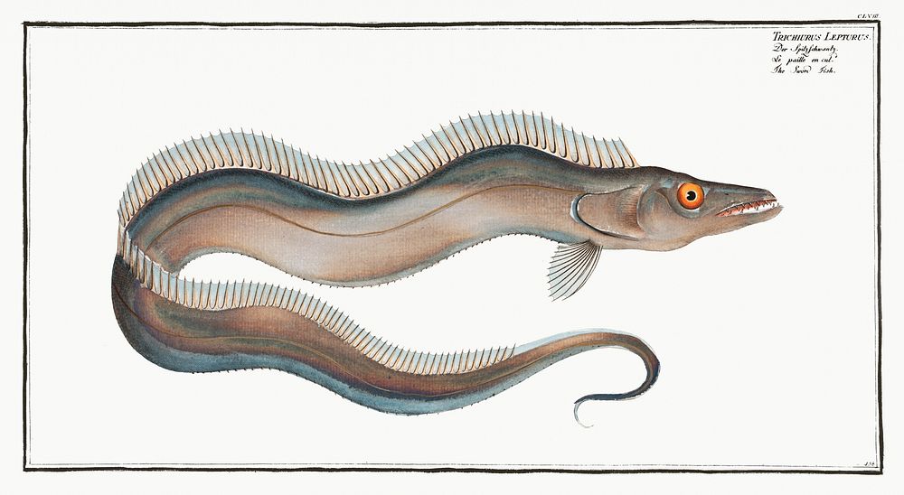 Sword-Fish (Trichiurus Lepturus) from Ichtylogie, ou Histoire naturelle: g&eacute;nerale et particuli&eacute;re des poissons…