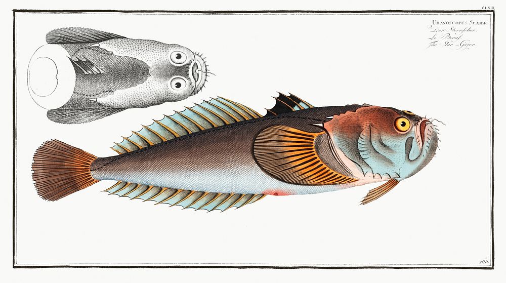 Star-Gazer (Uranoscopus Scaber) from Ichtylogie, ou Histoire naturelle: g&eacute;nerale et particuli&eacute;re des poissons…