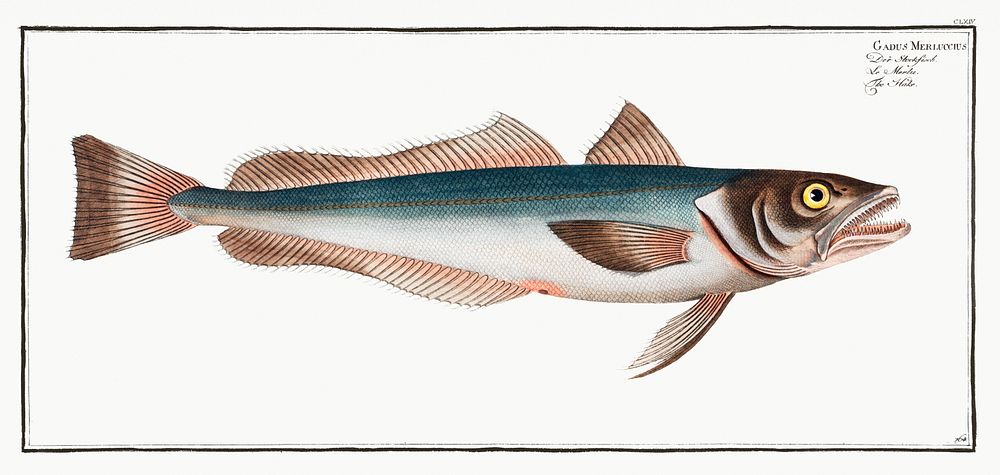 Hake (Gadus Merluccius) from Ichtylogie, ou Histoire naturelle: g&eacute;nerale et particuli&eacute;re des poissons…