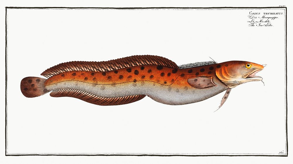 Sea Loche (Gadus tricirratus) from Ichtylogie, ou Histoire naturelle: g&eacute;nerale et particuli&eacute;re des poissons…