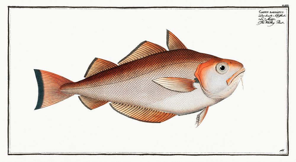 Whiting Pout (Gadus Barbatus) from Ichtylogie, ou Histoire naturelle: g&eacute;nerale et particuli&eacute;re des poissons…