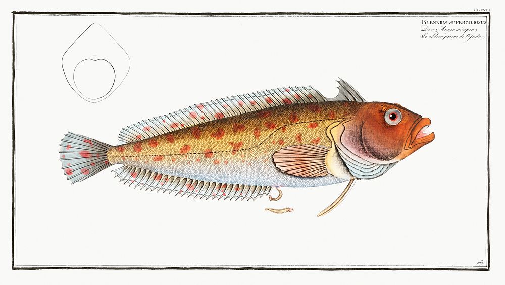 Blennius superciliosus from Ichtylogie, ou Histoire naturelle: g&eacute;nerale et particuli&eacute;re des poissons…
