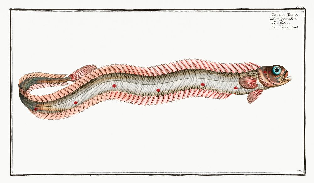 Band-Fish (Cepola T&aelig;nia) from Ichtylogie, ou Histoire naturelle: g&eacute;nerale et particuli&eacute;re des poissons…