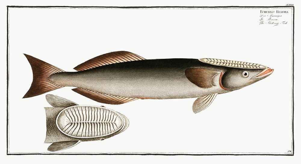 Sucking-Fish (Echeneis Remora) from Ichtylogie, ou Histoire naturelle: g&eacute;nerale et particuli&eacute;re des poissons…