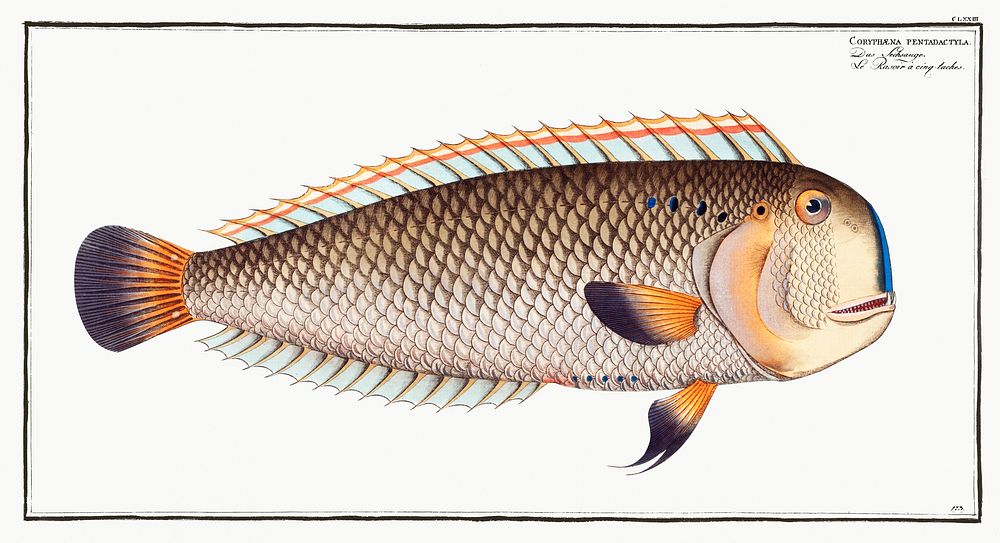 Coryphaena pentadactyla from Ichtylogie, ou Histoire naturelle: g&eacute;nerale et particuli&eacute;re des poissons…