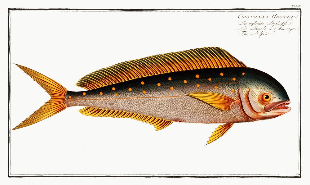Dolfin (Coryphaena Hippurus) from Ichtylogie, ou Histoire naturelle: g&eacute;nerale et particuli&eacute;re des poissons…