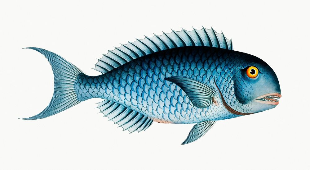 Vintage illustration of Bleu-Fish (Coryphaena coerulea)