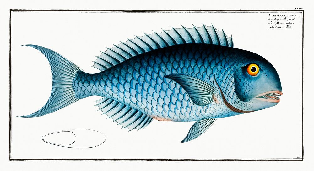 Bleu-Fish (Coryphaena coerulea) from Ichtylogie, ou Histoire naturelle: g&eacute;nerale et particuli&eacute;re des poissons…