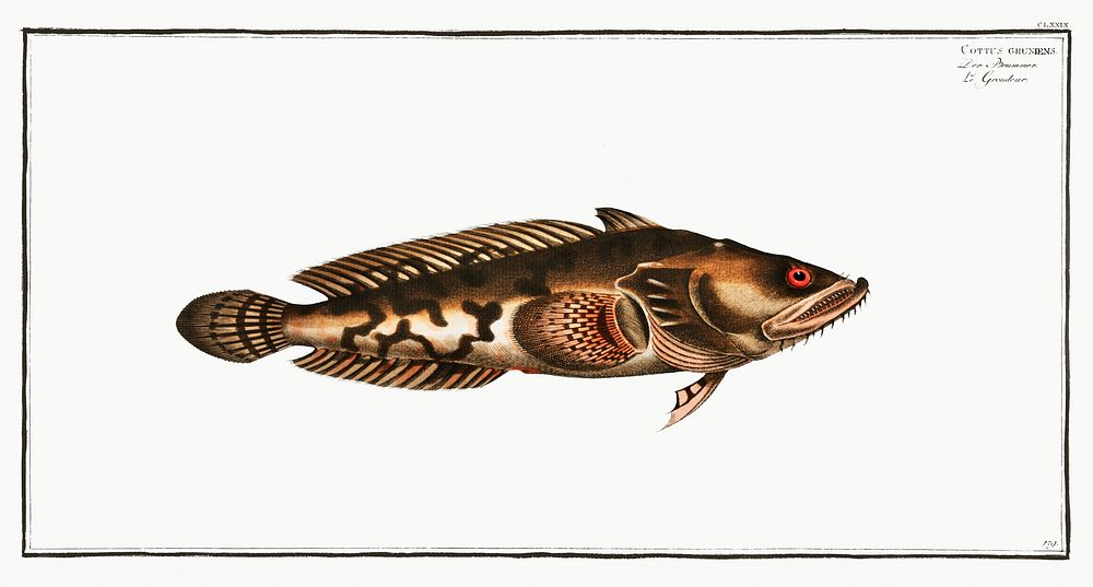 Gottus gruniens from Ichtylogie, ou Histoire naturelle: g&eacute;nerale et particuli&eacute;re des poissons…