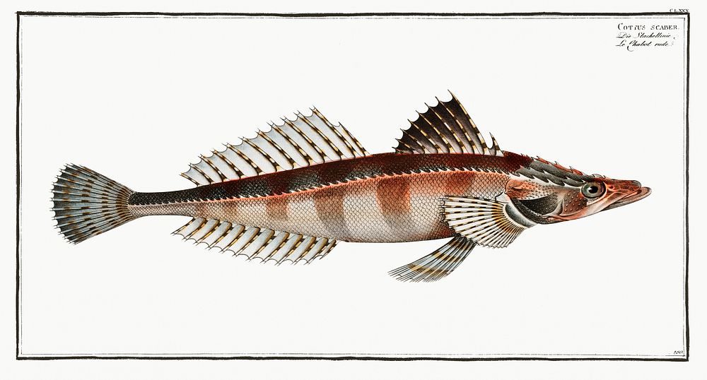 Cottus scaber from Ichtylogie, ou Histoire naturelle: g&eacute;nerale et particuli&eacute;re des poissons (1785&ndash;1797)…