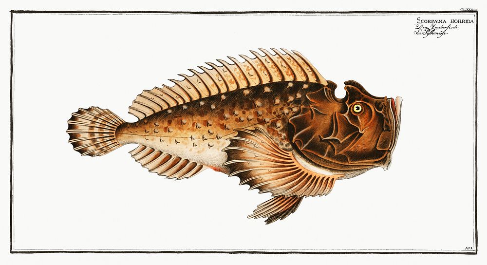 Scorpaena horrida from Ichtylogie, ou Histoire naturelle: g&eacute;nerale et particuli&eacute;re des poissons…