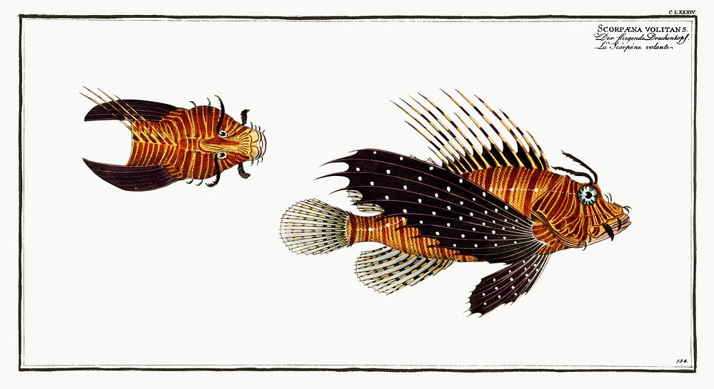 Scorpaena volitans from Ichtylogie, ou Histoire naturelle: g&eacute;nerale et particuli&eacute;re des poissons…
