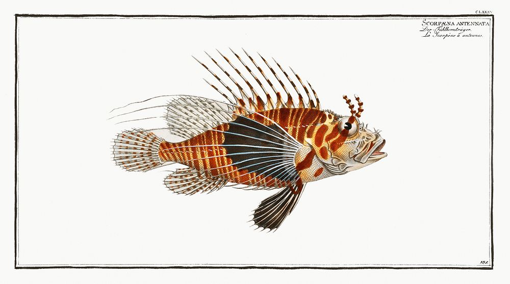 Scorpaena antennata from Ichtylogie, ou Histoire naturelle: g&eacute;nerale et particuli&eacute;re des poissons…