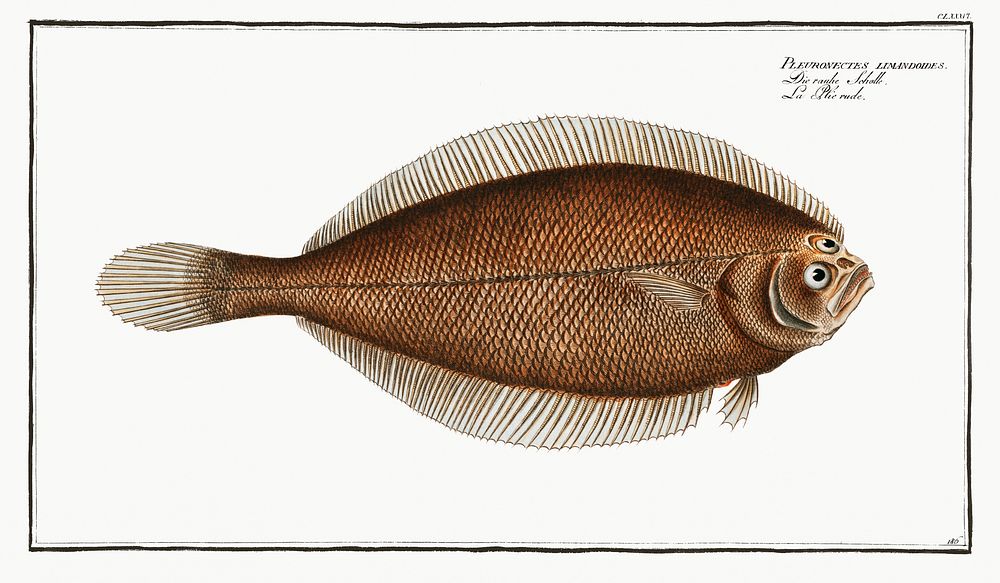 Pleuronectes limandoides from Ichtylogie, ou Histoire naturelle: g&eacute;nerale et particuli&eacute;re des poissons…