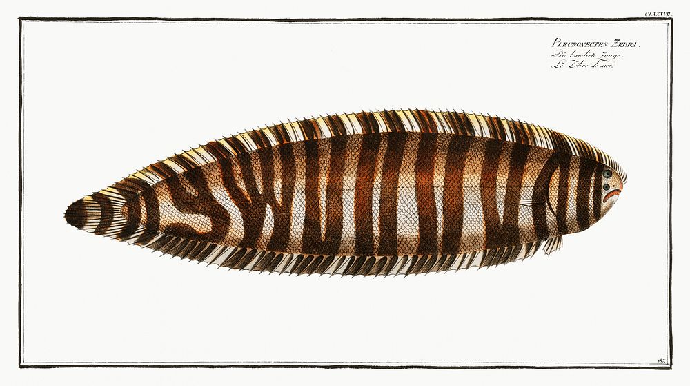 Pleuronectes Zebra from Ichtylogie, ou Histoire naturelle: g&eacute;nerale et particuli&eacute;re des poissons…