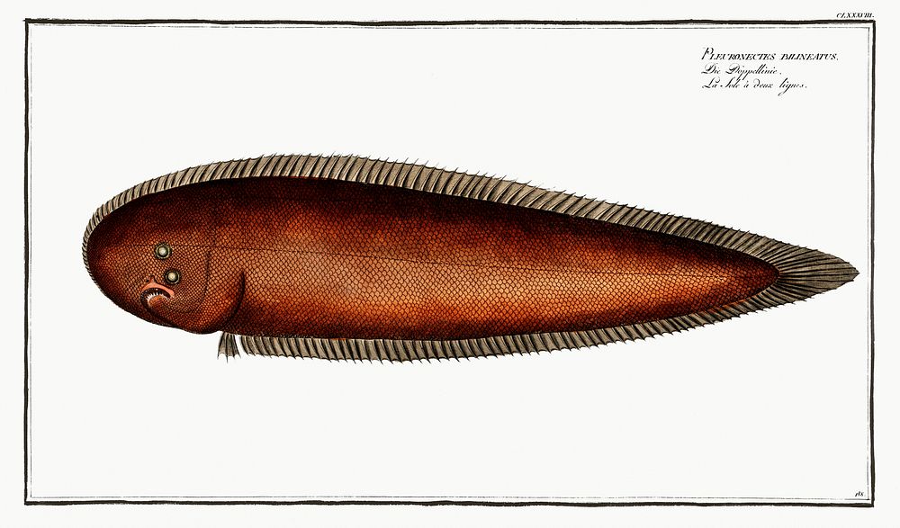 Pleuronectes bilineatus from Ichtylogie, ou Histoire naturelle: g&eacute;nerale et particuli&eacute;re des poissons…