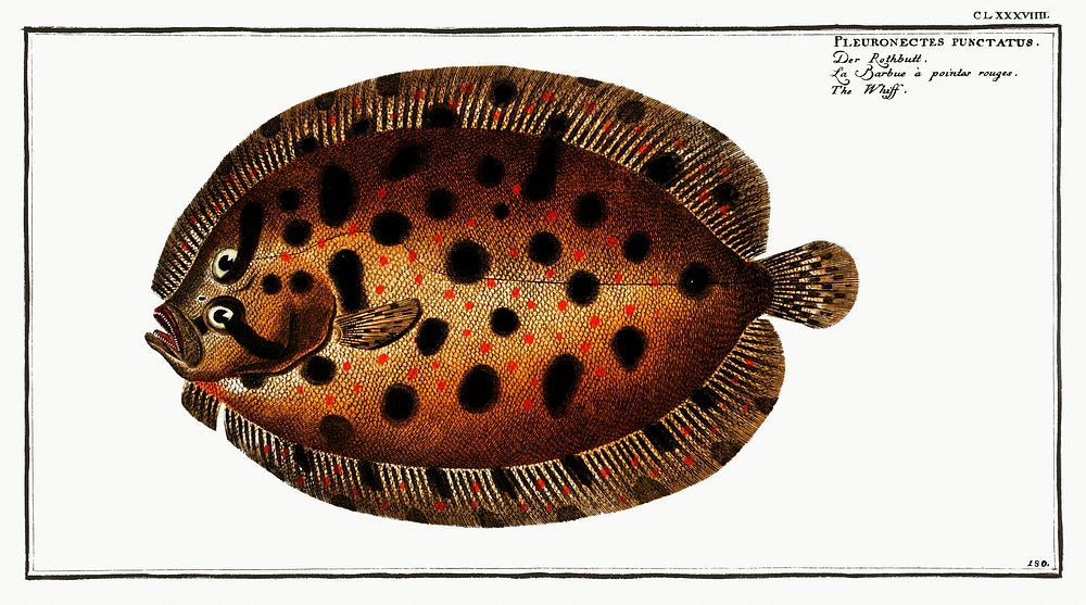 Whiff (Pleuronectes punctatus) from Ichtylogie, ou Histoire naturelle: g&eacute;nerale et particuli&eacute;re des poissons…