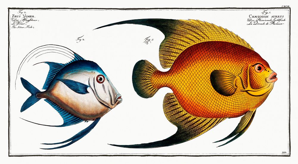 1.Chaetodon aureus 2. Silver Fish (Zeus Vomer) from Ichtylogie, ou Histoire naturelle: g&eacute;nerale et…