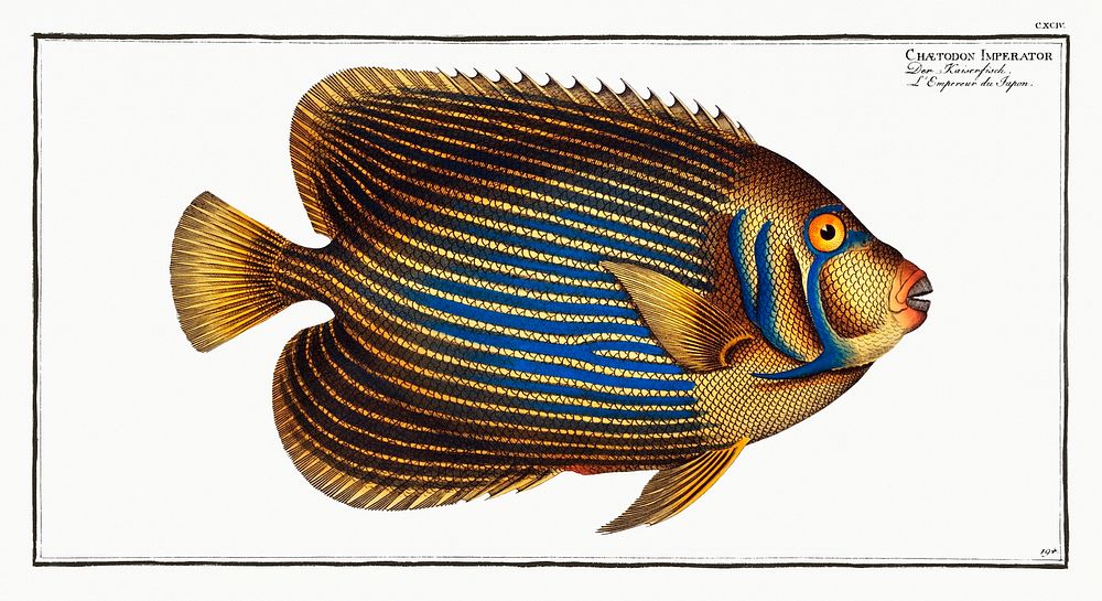 Chaetodon Imperator from Ichtylogie, ou Histoire naturelle: g&eacute;nerale et particuli&eacute;re des poissons…