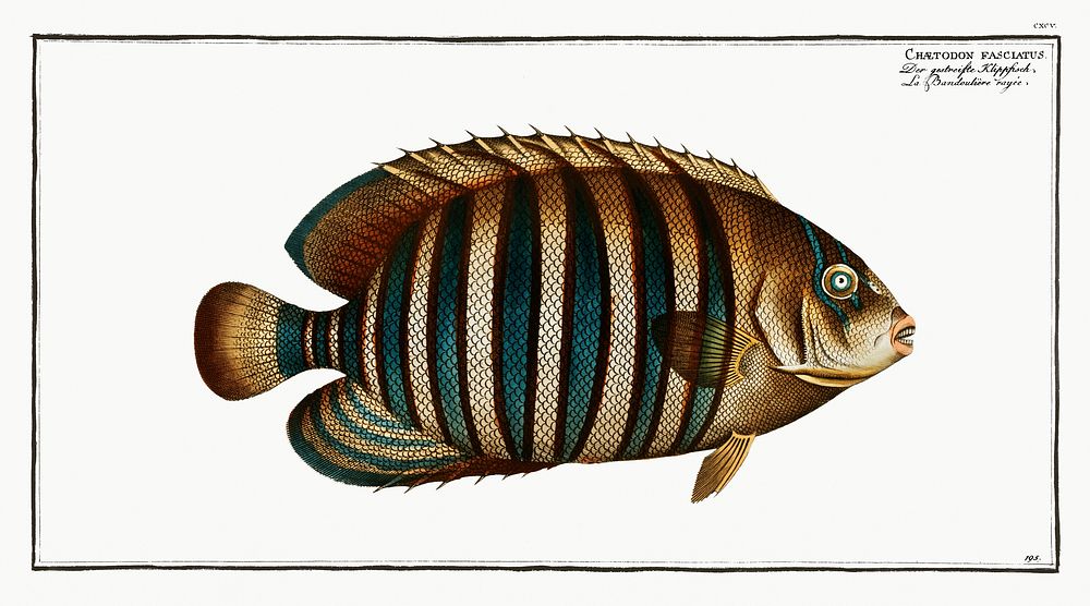 Chaetodon fasciatus from Ichtylogie, ou Histoire naturelle: g&eacute;nerale et particuli&eacute;re des poissons…