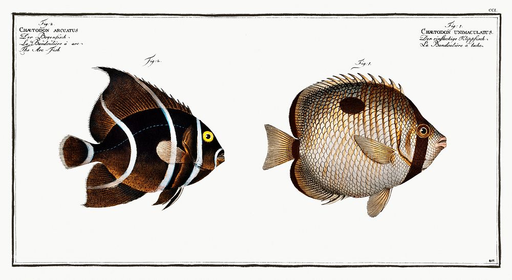 1. Chaetodon unimaculatus 2. Arc-Fish (Chaetodon arcuatus) from Ichtylogie, ou Histoire naturelle: g&eacute;nerale et…
