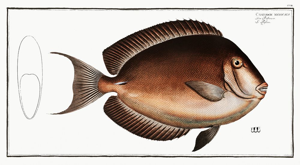 Chaetodon nigricans from Ichtylogie, ou Histoire naturelle: g&eacute;nerale et particuli&eacute;re des poissons…