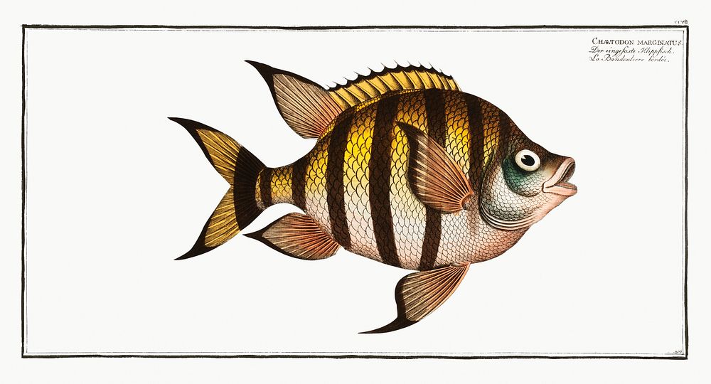 Chaetodon marginatus from Ichtylogie, ou Histoire naturelle: g&eacute;nerale et particuli&eacute;re des poissons…