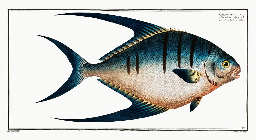 Chaetodon glaucus from Ichtylogie, ou Histoire naturelle: g&eacute;nerale et particuli&eacute;re des poissons…