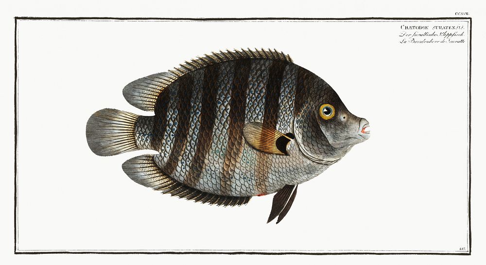 Chaetodon suratensis from Ichtylogie, ou Histoire naturelle: g&eacute;nerale et particuli&eacute;re des poissons…