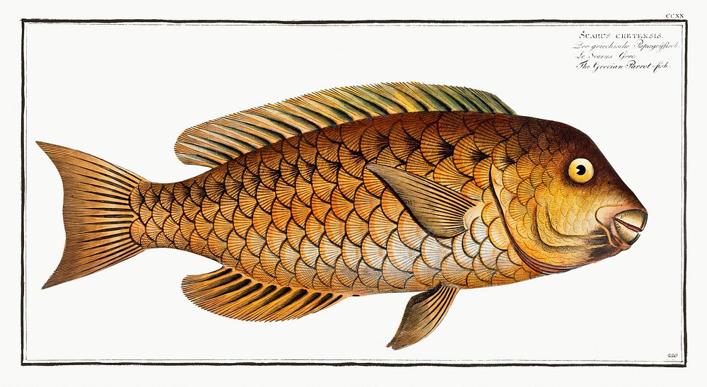 Grecian Parrot-fish (Scarus cretensis) from Ichtylogie, ou Histoire naturelle: g&eacute;nerale et particuli&eacute;re des…