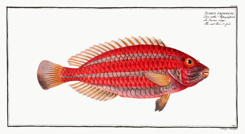Red Parrot-fish (Scarus croicensis) from Ichtylogie, ou Histoire naturelle: g&eacute;nerale et particuli&eacute;re des…