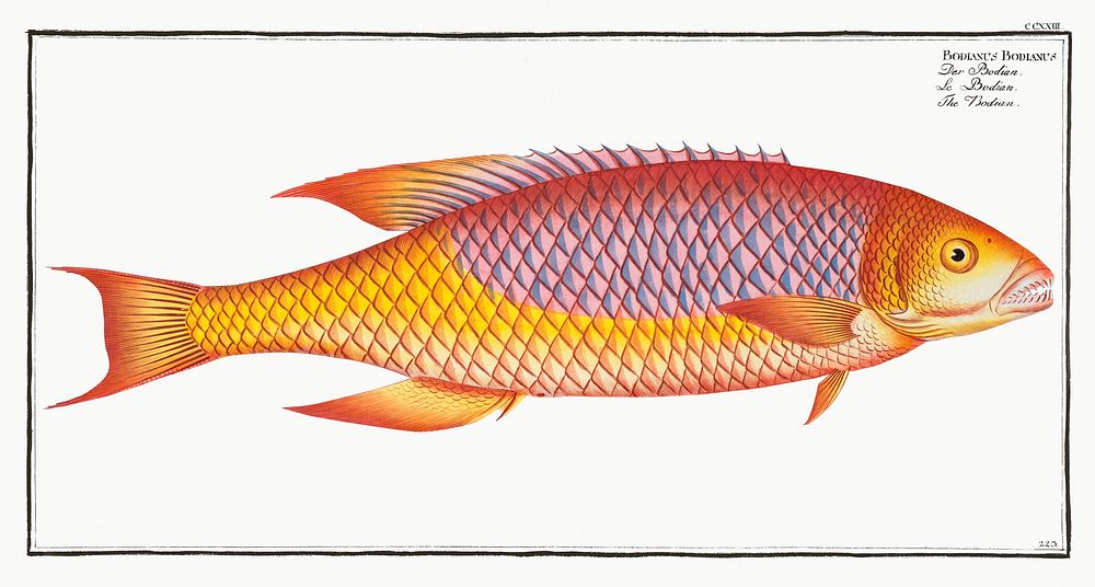 Bodian (Bodianus Bodianus) from Ichtylogie, ou Histoire naturelle: g&eacute;nerale et particuli&eacute;re des poissons…