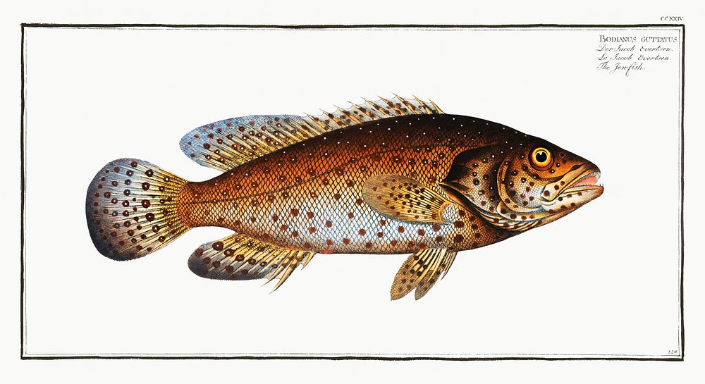 Jen-fish (Bodianus guttatus) from Ichtylogie, ou Histoire naturelle: g&eacute;nerale et particuli&eacute;re des poissons…