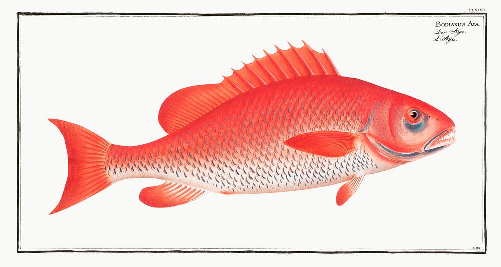Bodianus Aya from Ichtylogie, ou Histoire naturelle: g&eacute;nerale et particuli&eacute;re des poissons (1785&ndash;1797)…