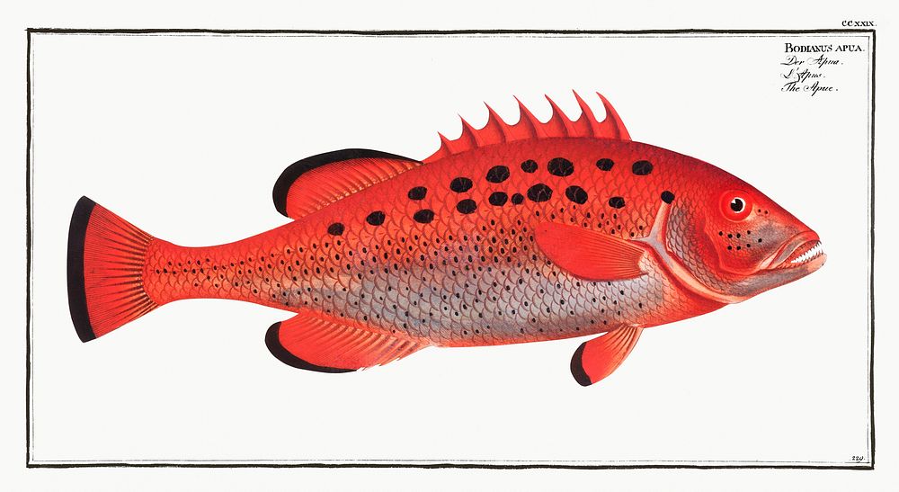 Apue (Bodianus apua) from Ichtylogie, ou Histoire naturelle: g&eacute;nerale et particuli&eacute;re des poissons…